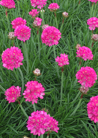 Armeria maritima Dusseldorf Pride ('Düsseldorfer Stolz')